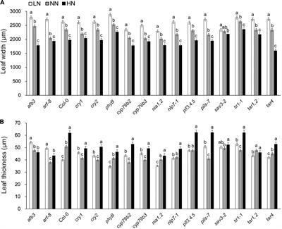 Shade Avoidance 3 Mediates Crosstalk Between Shade and Nitrogen in Arabidopsis Leaf Development